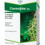 Cassiopée