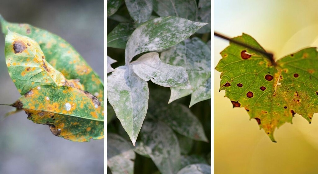 Maladies Fongiques fongicides agriclic