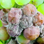 Botrytis Fongicide maladie fongique agriclic