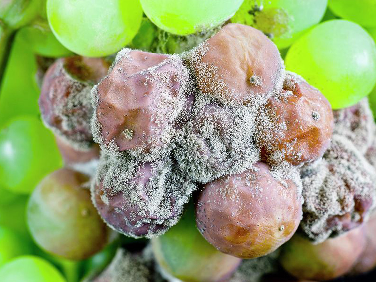 Botrytis Fongicide maladie fongique agriclic