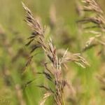 Brome désherbage herbicides agriclic