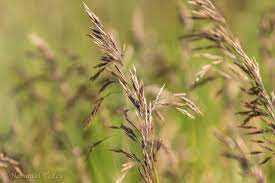 Brome désherbage herbicides agriclic