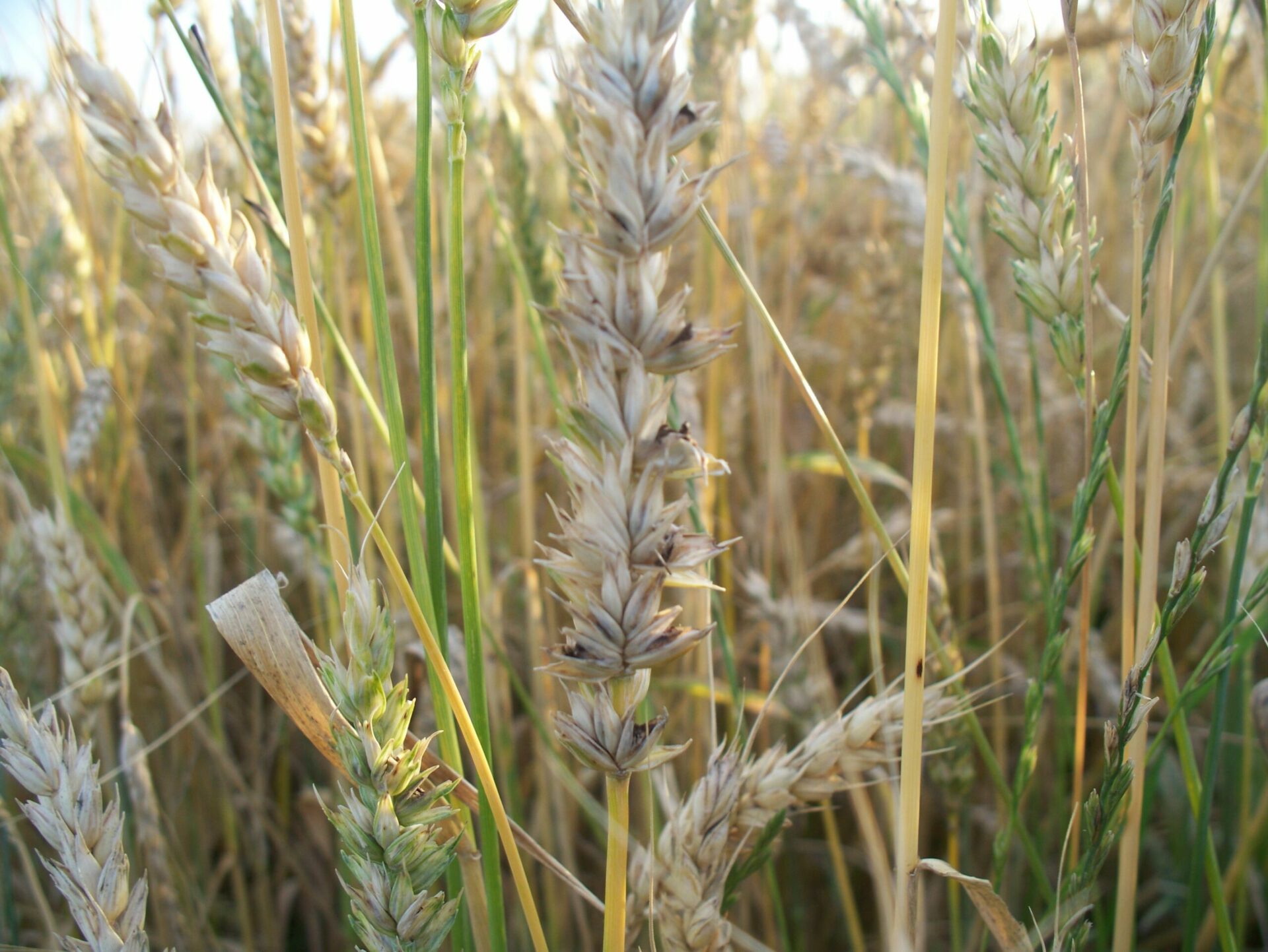 Carie Fongicide maladie fongique agriclic