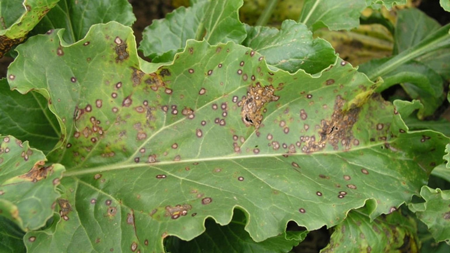 cercosporiose maladies fongiques fongicide agriclic