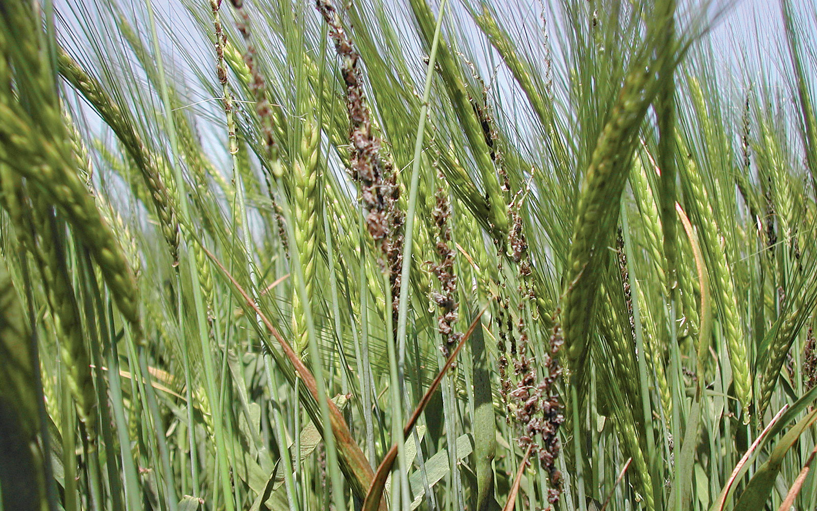 Charbon maladies fongiques fongicide agriclic