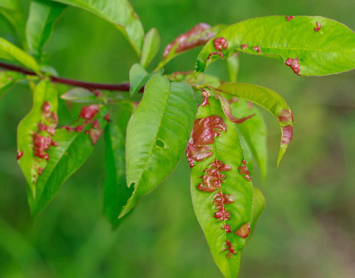 cloque maladies fongiques fongicide agriclic