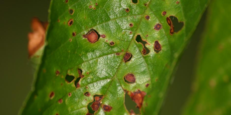 coryneum maladies fongiques fongicide agriclic