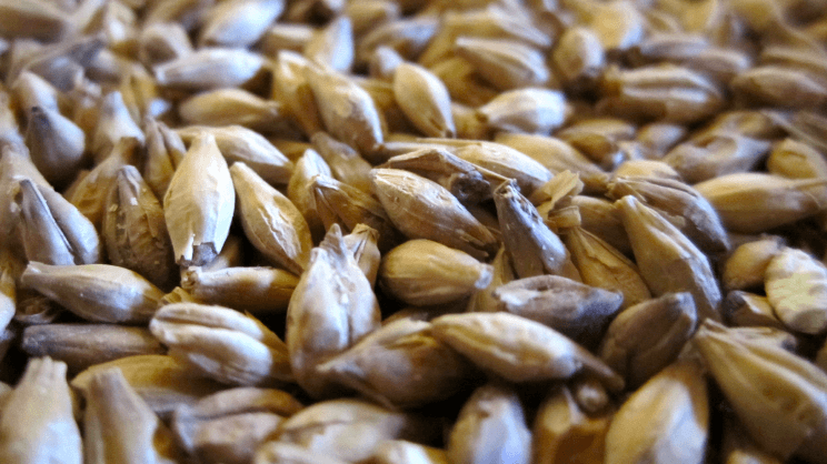 Fusarium maladies fongiques fongicide agriclic