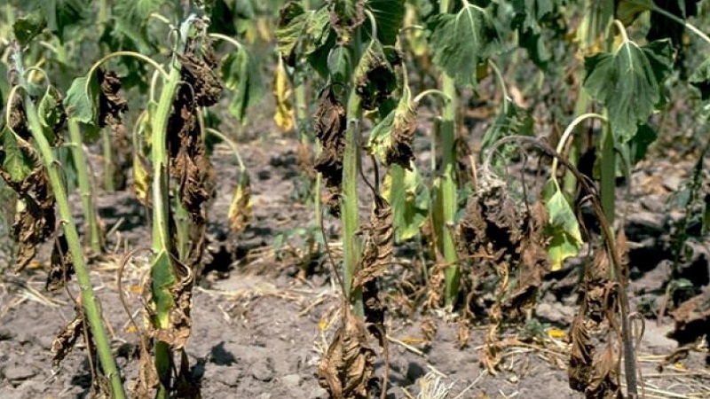 Fusarium maladies fongiques fongicide agriclic