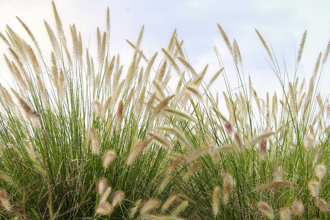 graminé herbicide désherbage agriclic