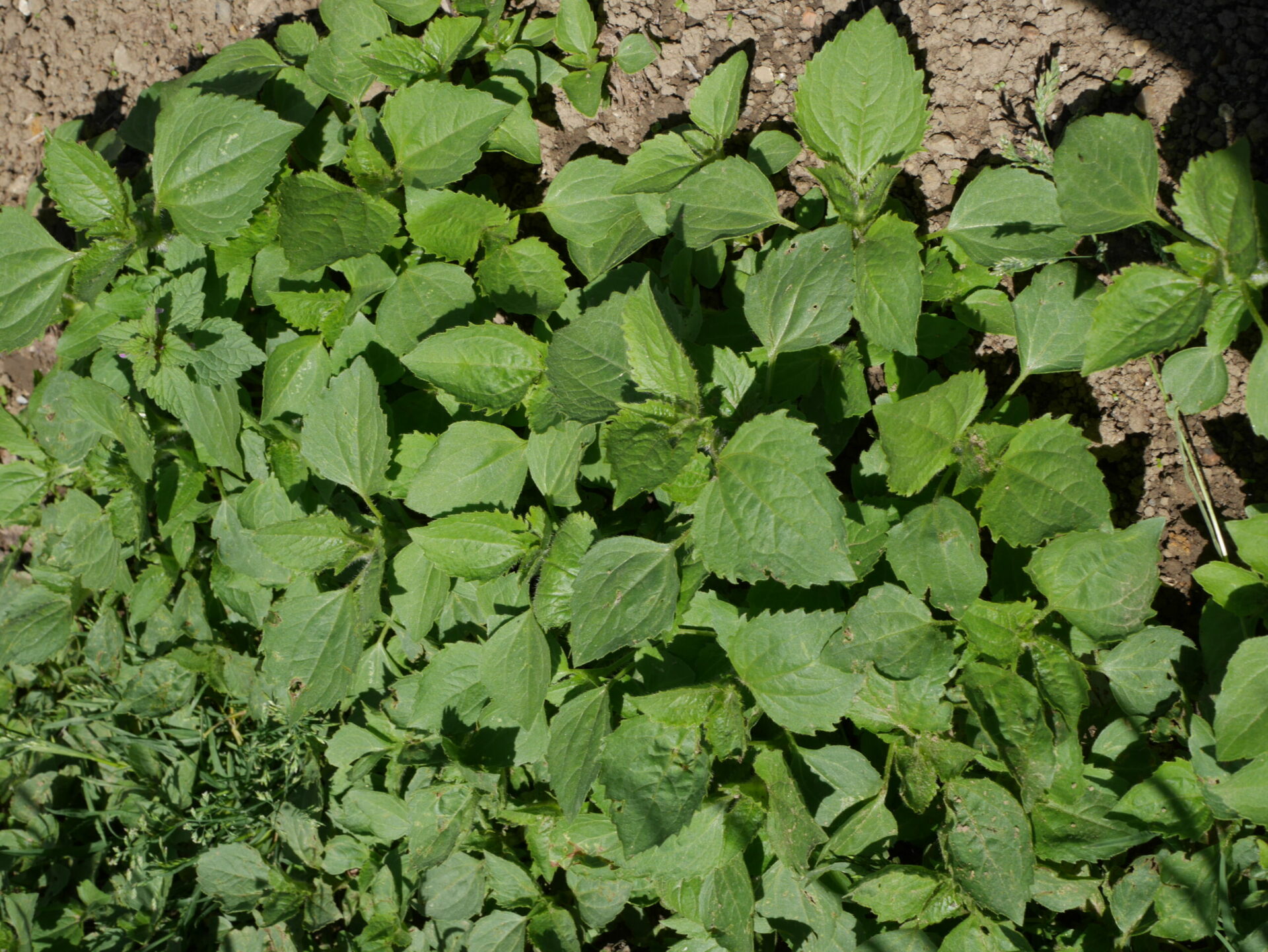 mauvaises herbes désherbage herbicide agriclic