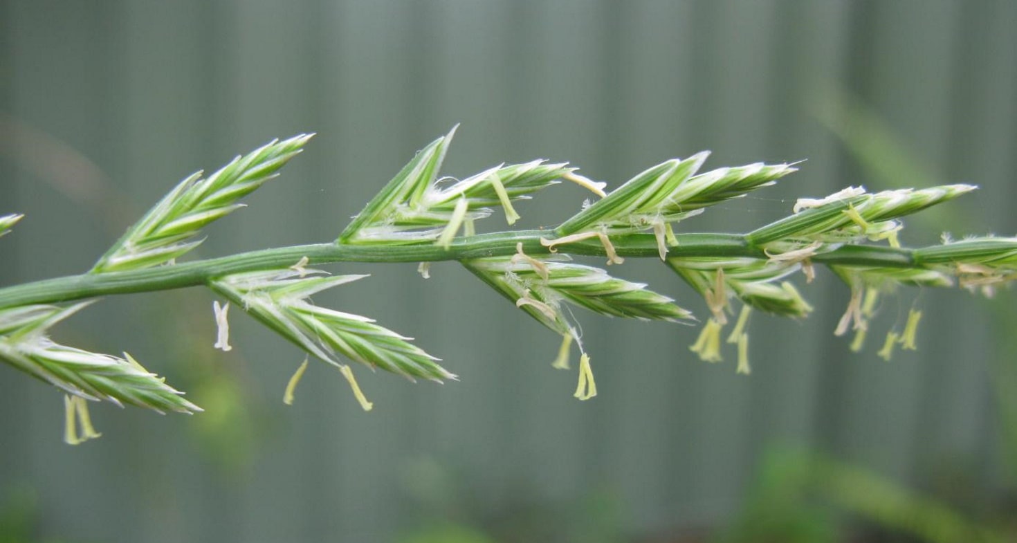 ray grass désherbage herbicide agriclic