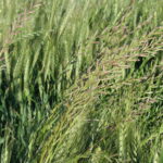 ray grass désherbage herbicide agriclic