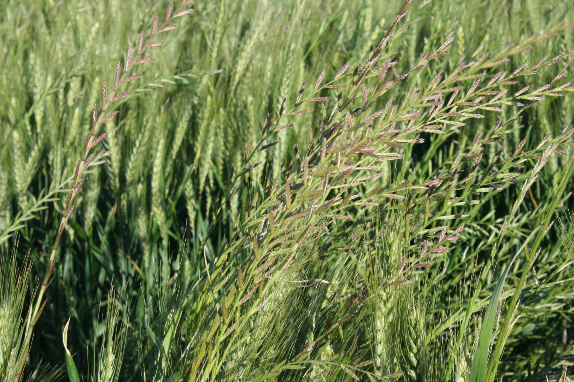 ray grass désherbage herbicide agriclic