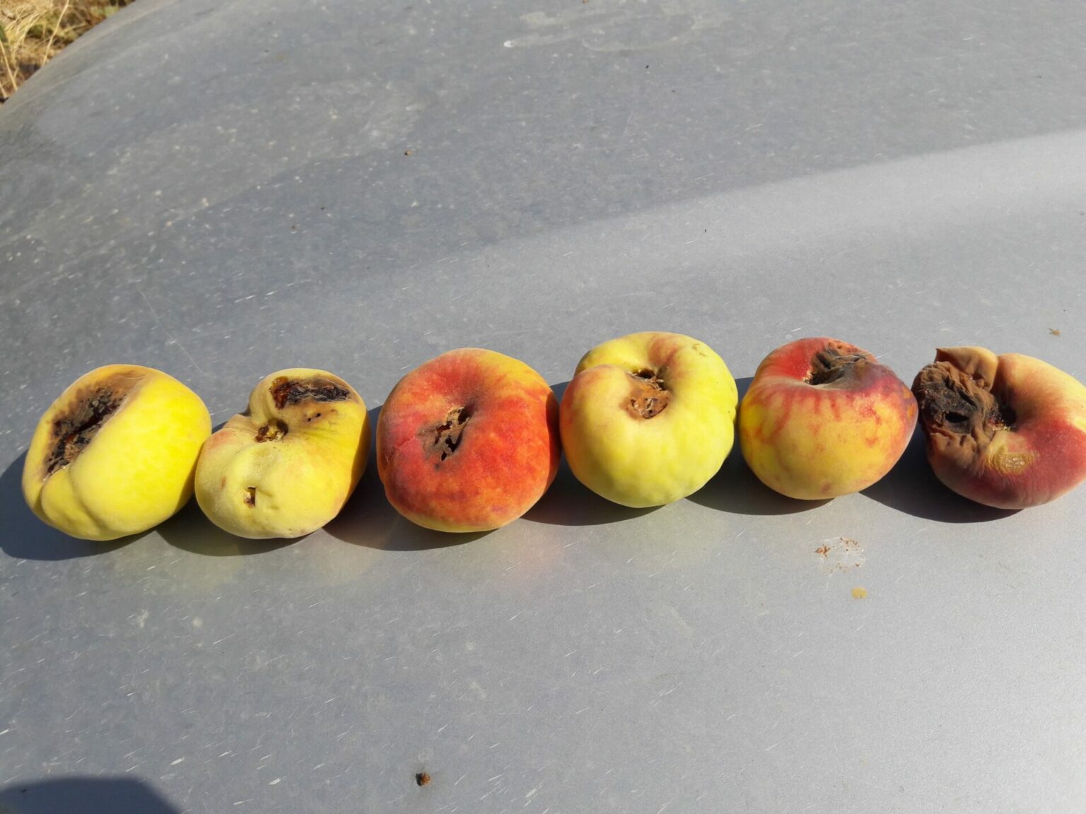 La Mouche M diterran enne Des Fruits C ratite Agriclic tn la-mouche-m-diterran-enne-des-fruits-c-ratite-agriclic-tn