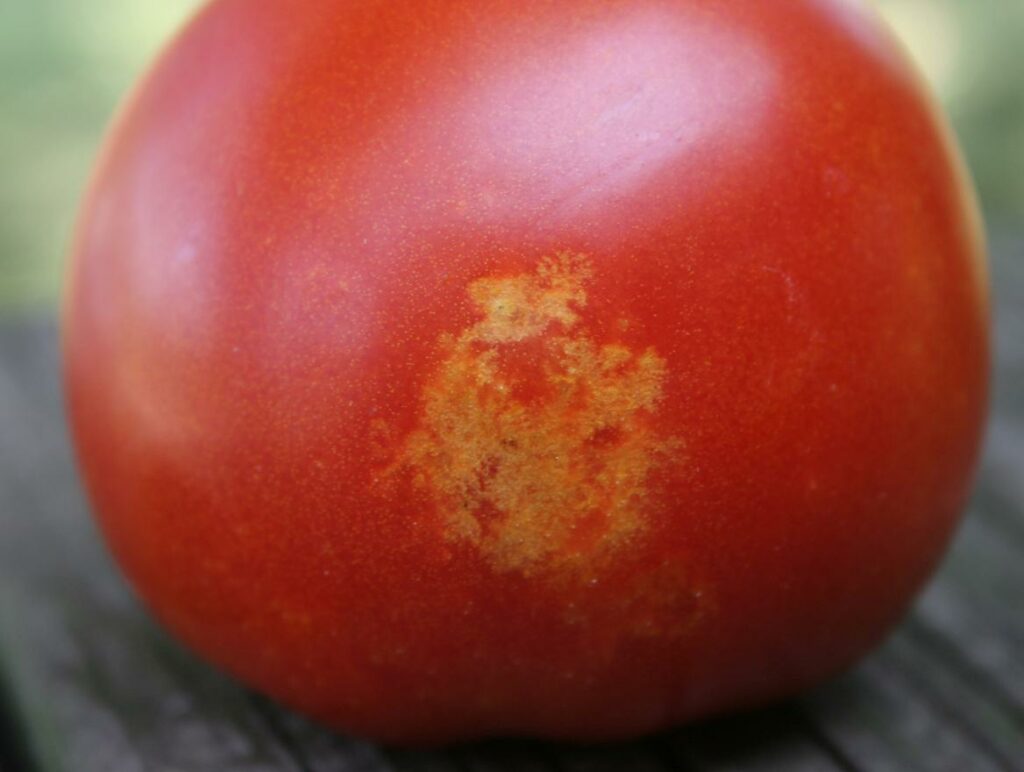 Dégât Thrips sur tomate