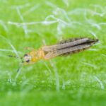 Thrips adulte Agriclic