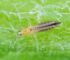 Thrips adulte Agriclic