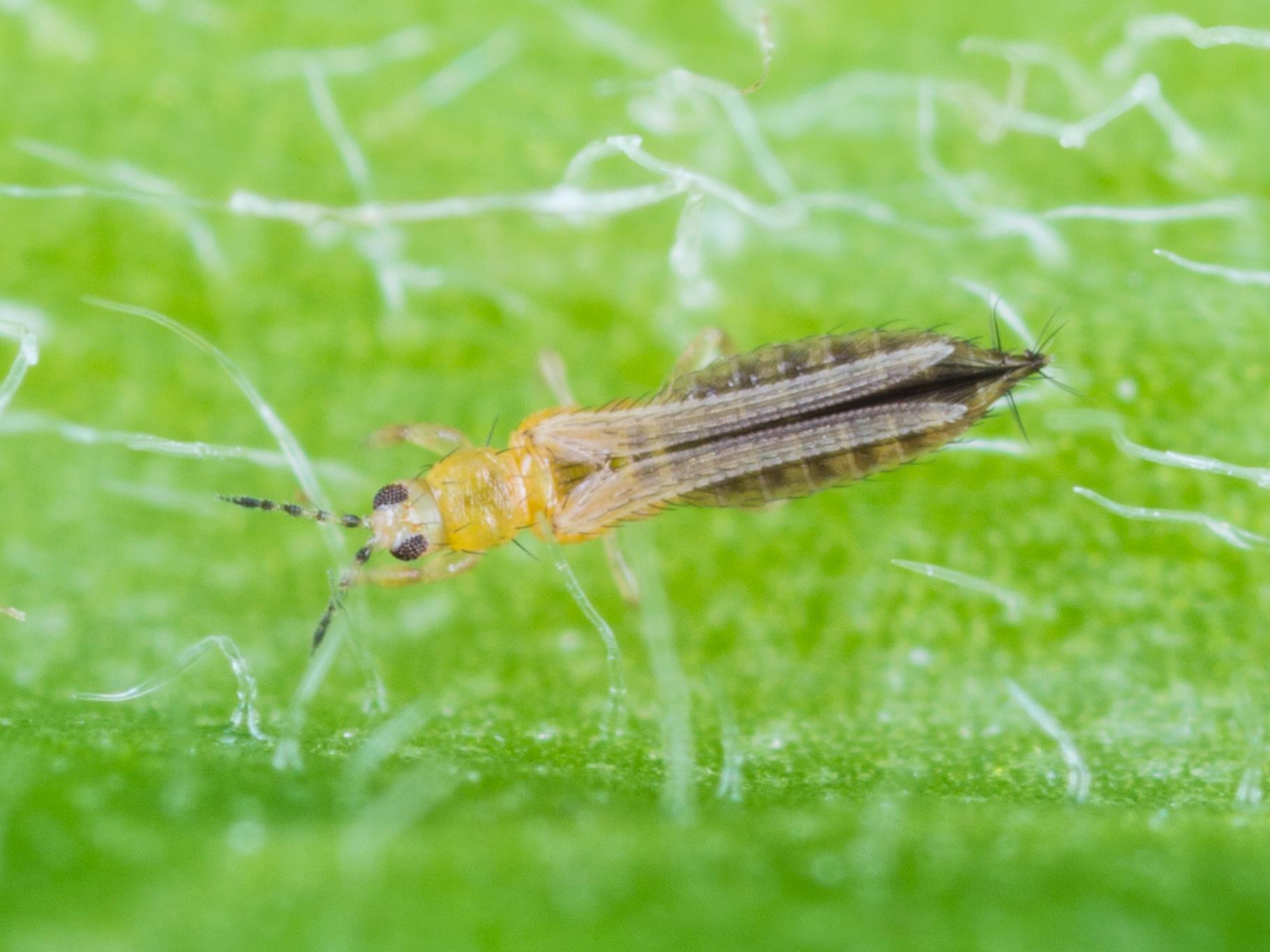 Thrips adulte Agriclic