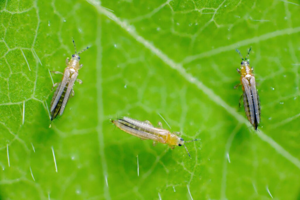 Thrips adulte Agriclic