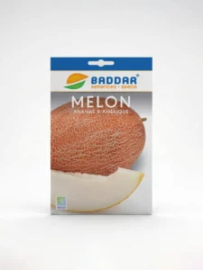 SEMENCE-MELON-ANANAS-AMERIQUE-BADDAR Agriclic.tn