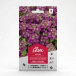 Semence Alysse Violette Pourpre M Agriclic.tn