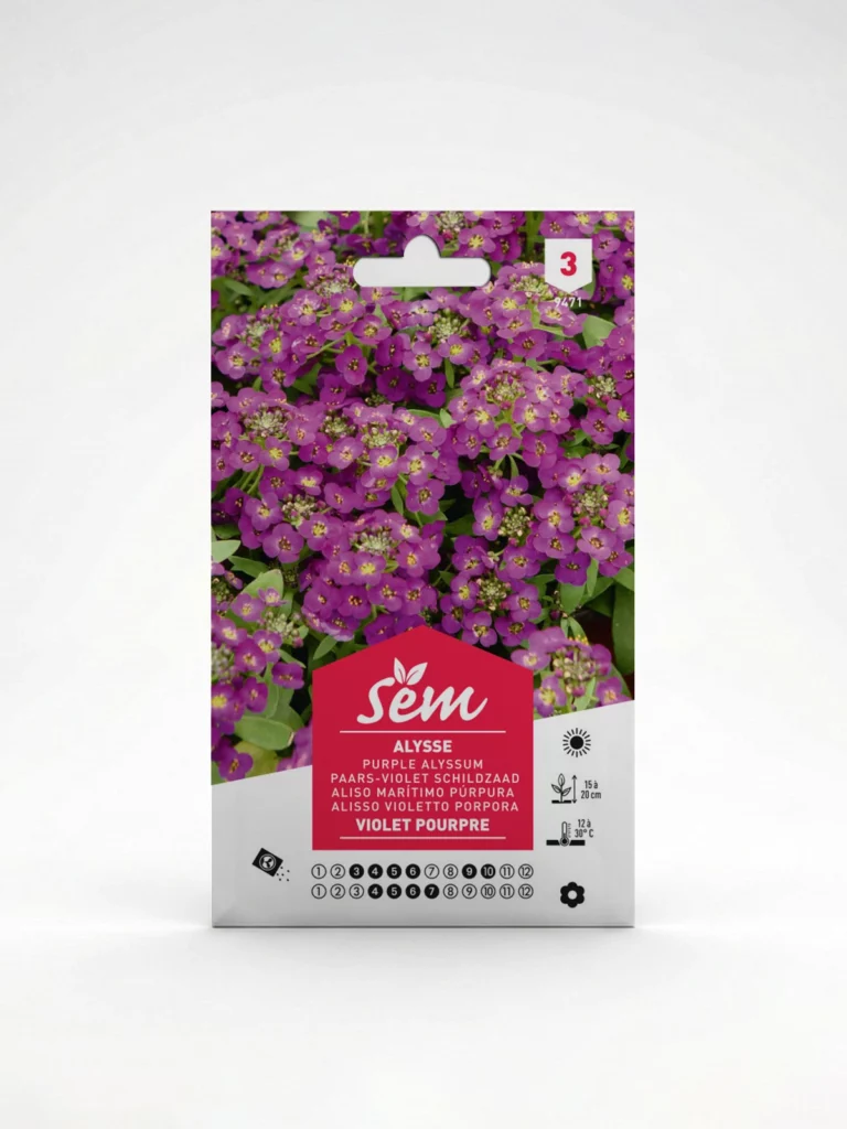 Semence Alysse Violette Pourpre M Agriclic.tn