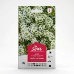 Semence Alysse Corbeille d’Argent Agriclic.tn