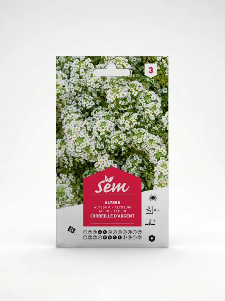 Semence Alysse Corbeille d’Argent Agriclic.tn
