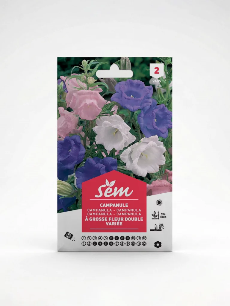 semence Campanule Agriclic.tn