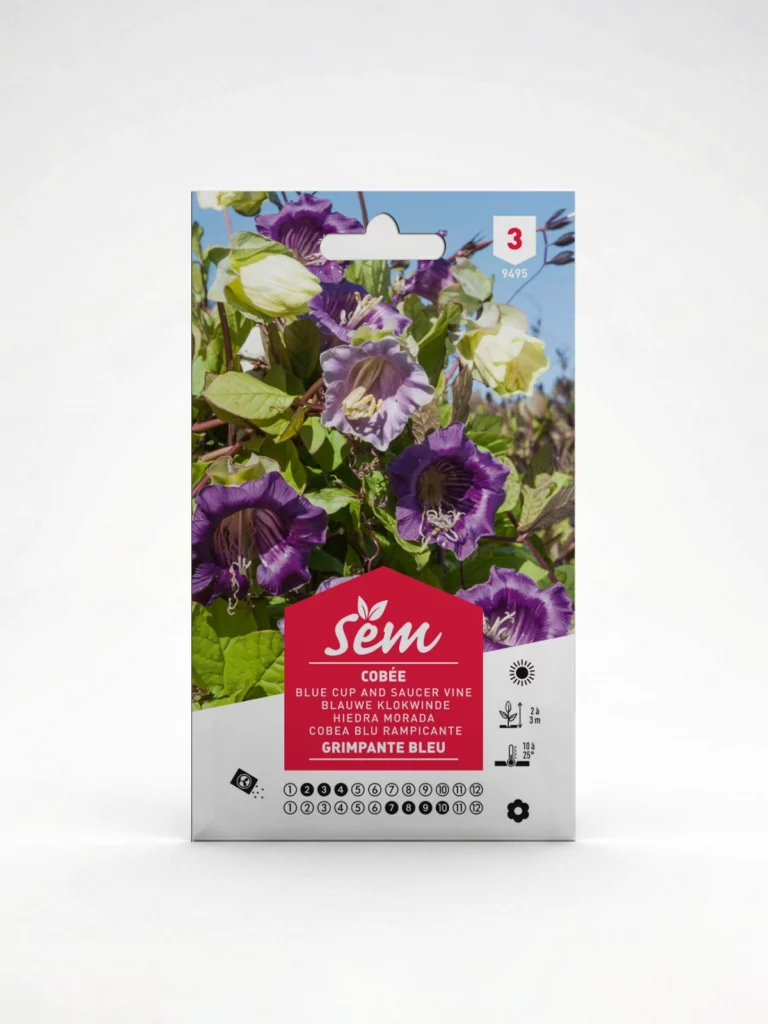 Semance Cobée Grimpante Bleue Agriclic.tn