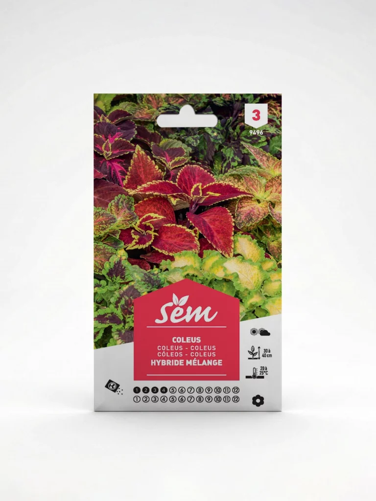 Semance Coleus Agriclic.tn