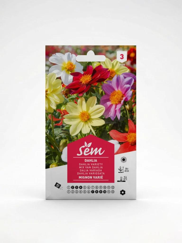 Semance Dahlia Mignon Varié  Agriclic.tn