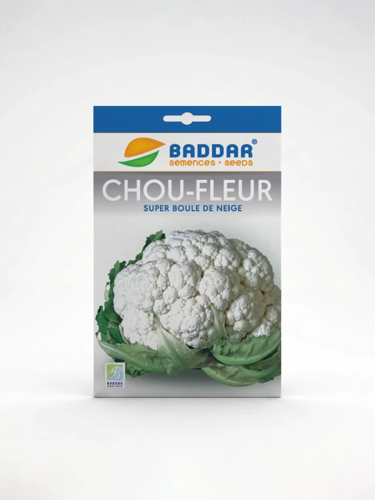 SEMENCE-CHOU-FLEUR-BOULE-DE-NEIGRE-BADDAR Agriclic.tn