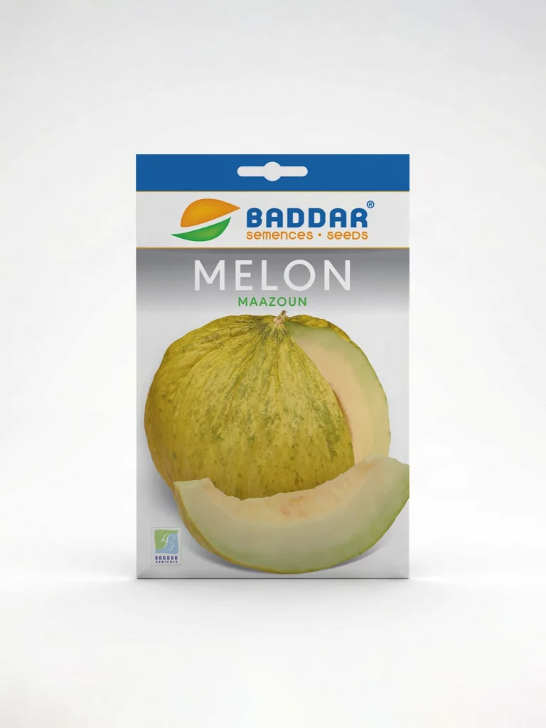 SEMENCE MELON MAAZOUN BADDAR Agriclic.tn