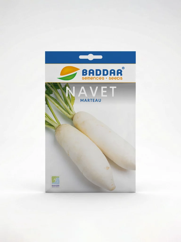 SEMENCE-NAVET-MARTEAU-BADDAR Agriclic.tn