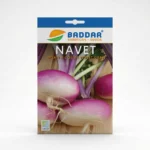 SEMENCE-NAVET-APLATI-A-COLLET-VIOLLET-GABSI-BADDAR Agriclic.tn