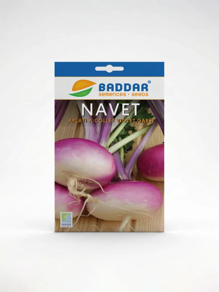 SEMENCE-NAVET-APLATI-A-COLLET-VIOLLET-GABSI-BADDAR Agriclic.tn