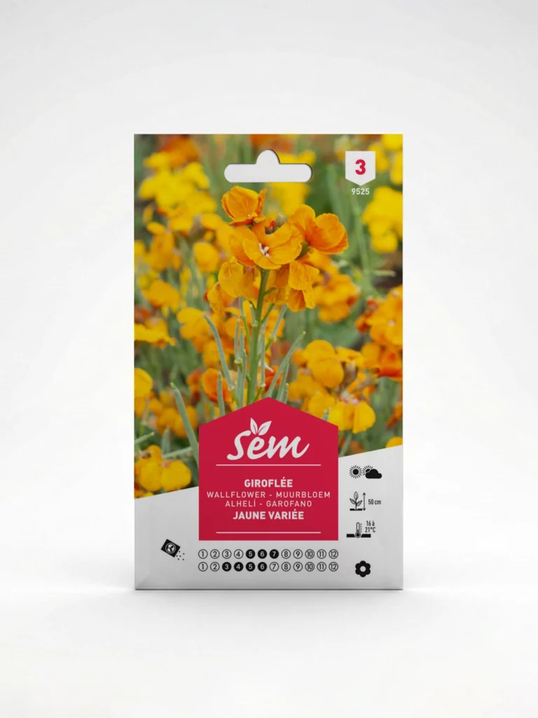 Semance Giroflée Agriclic.tn