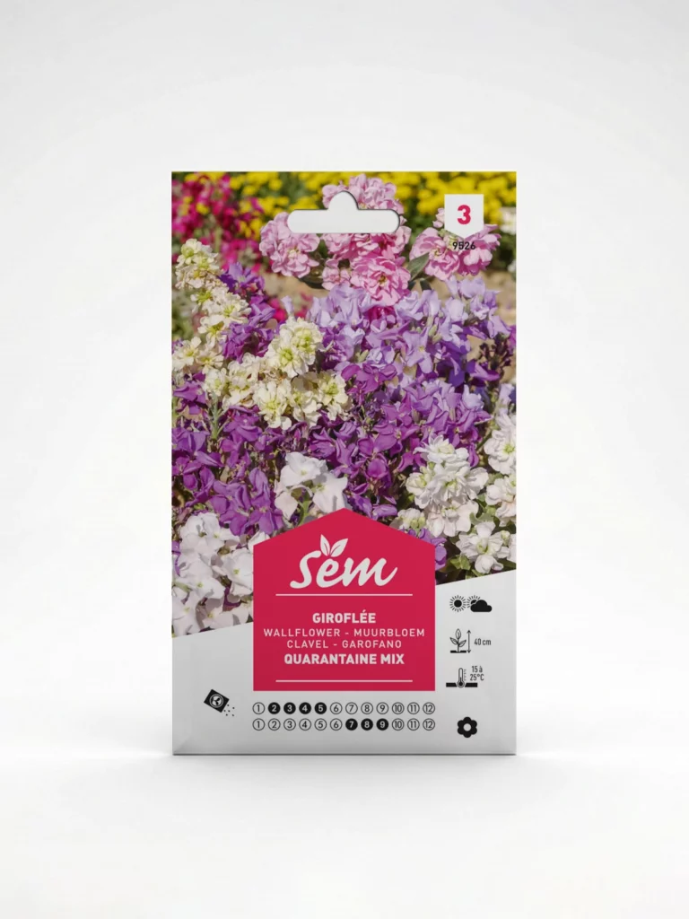 Semance Giroflée Agriclic.tn