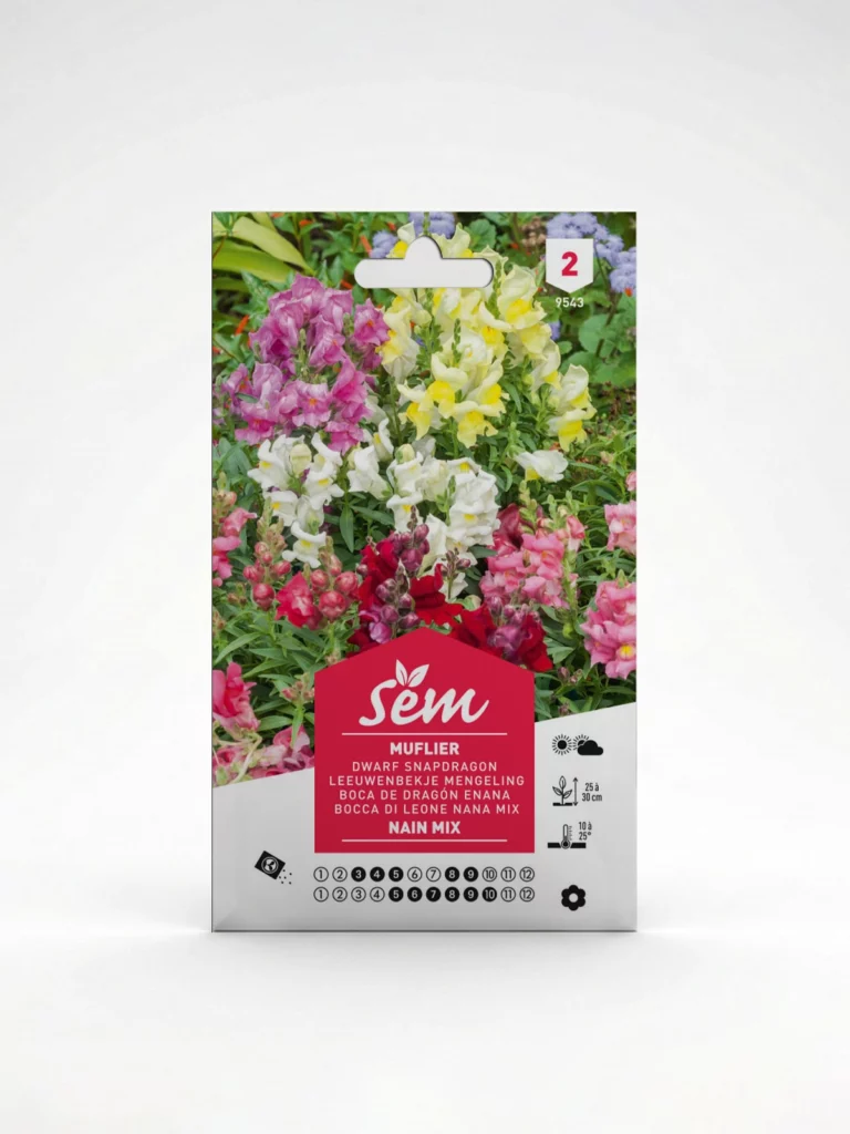 Semance Muflier nain Agriclic.tn