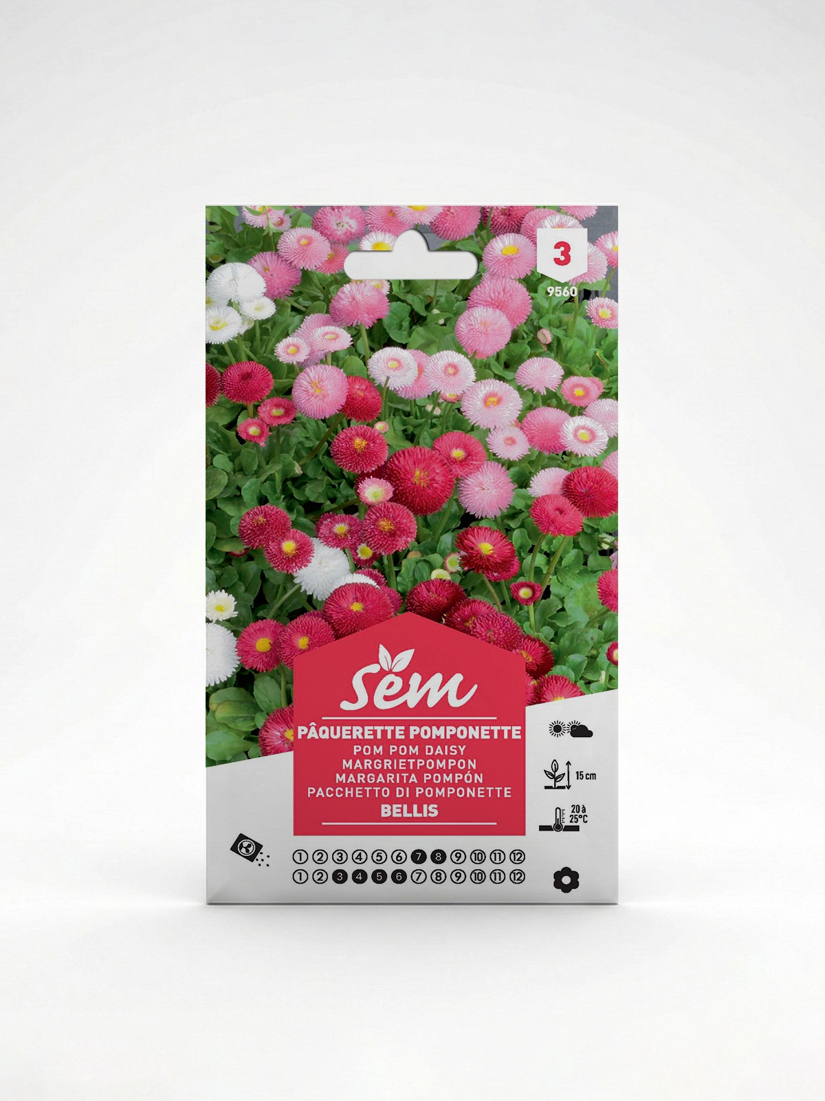 Semance Paquerette pomponette Agriclic.tn Semance Paquerette pomponette Agriclic.tn