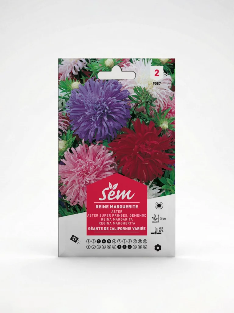 Semance reine marguerite de californie Agriclic.tn