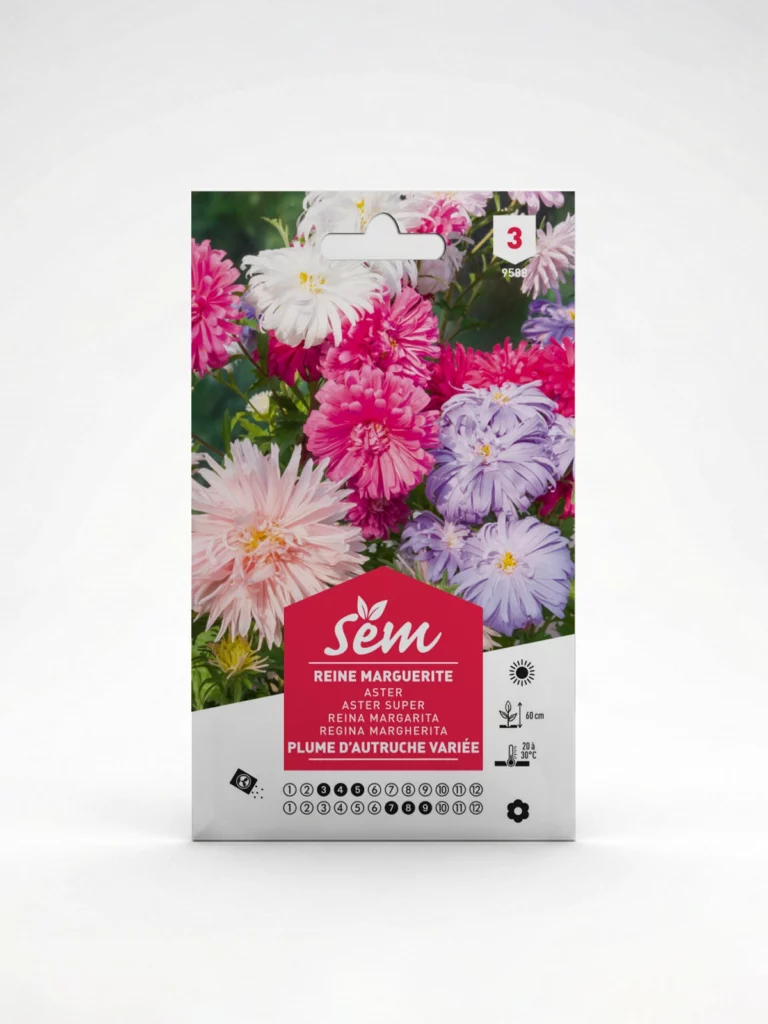 Semance Reine marguerite plume d'autruche Agriclic.tn