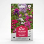 Semance Reine marguerite pompon Agriclic.tn