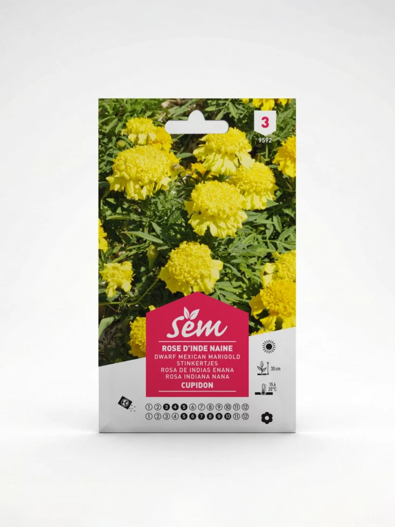 Semance Rose d'Inde cupidon Agriclic.tn