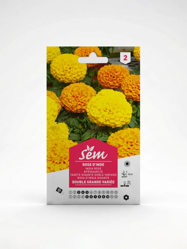 Semance Rose d'Inde grande variée Agriclic.tn