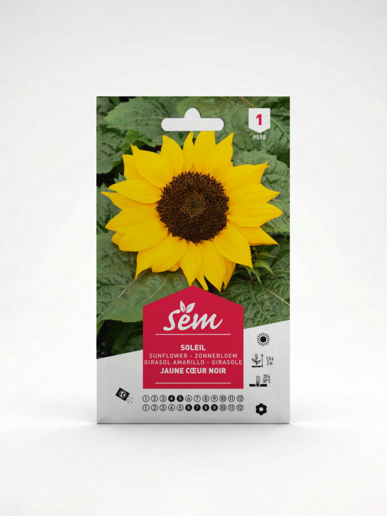 Semance Rose trémière simple Agriclic.tn