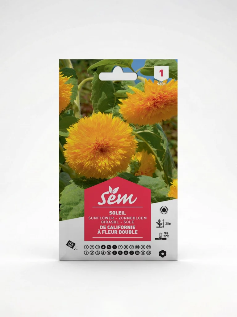 Semance Soleil de Californie à fleur boule Agriclic.tn