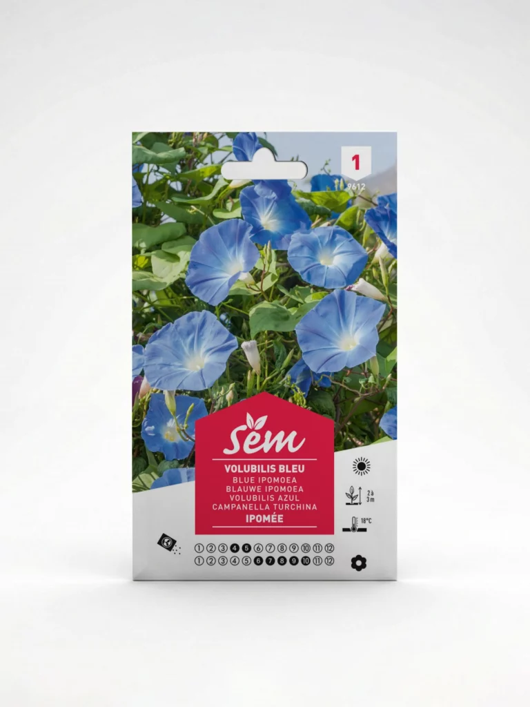 Semance Volubilis à fleur bleue Agriclic.tn
